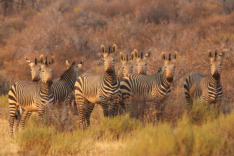 Safari Tour