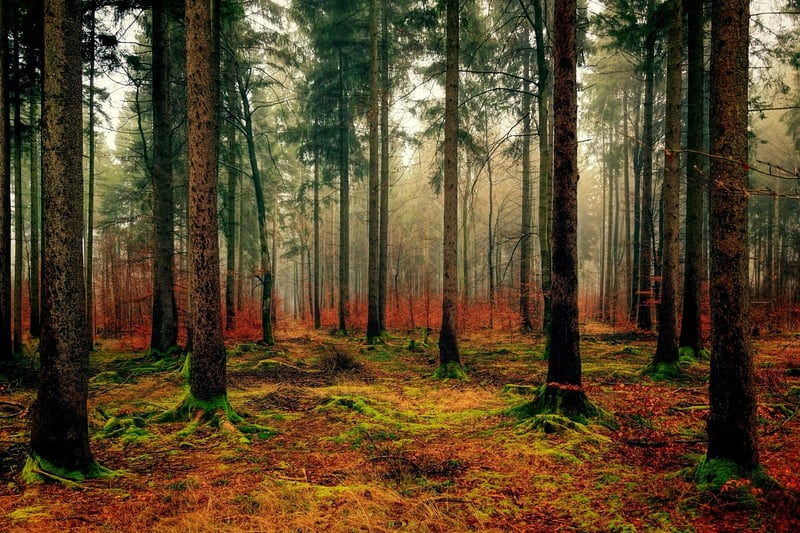 Sherwood Forest, England
